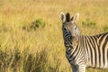 Single zebra standing on right looking at camera Royalty Free Stock Photo