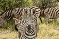 Zebra looking curious