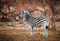 Single Zebra surrounded by fire-scorched trees. Kruger National