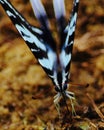 Single zebra swallowtail Royalty Free Stock Photo