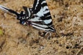 Single zebra swallowtail Royalty Free Stock Photo