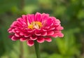 Zinnia Flower Close Up View