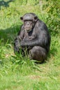 A singled Chimpanzee in captivity.