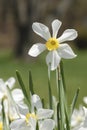 White daffodil flower. Rrising above the rest concept Royalty Free Stock Photo