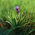 Singled out purple flower, with stem, leaves.