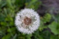 A singler fluffy dandelion on a blurred green background. Side view of large dandelion on the bon, close-up. A backing Royalty Free Stock Photo