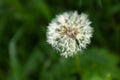 A singler fluffy dandelion on a blurred green background. Side view of large dandelion on the bon, close-up. A backing Royalty Free Stock Photo