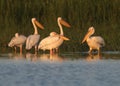 Singles and groups of great white pelican