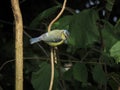 Singleton Blue Tit Royalty Free Stock Photo
