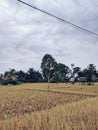 Single Tree in the Rice field Royalty Free Stock Photo