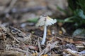 Singlle mushroom in the woods Royalty Free Stock Photo