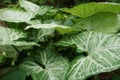 Singonium plants with dense leaves with beautiful leaf textures Royalty Free Stock Photo