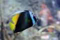 Singular bannerfish Royalty Free Stock Photo