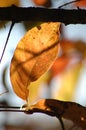 Singular gold leaf in autumn in the adirondack mountains Royalty Free Stock Photo