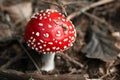Singular Perfect Toadstool Mushroom Inside Forest Royalty Free Stock Photo