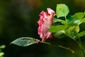 pink and hot pink rose on the bush