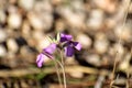 Wild purple flower with veined petals in southern Spain