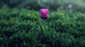 Singular Purple Tulip Standing Out in Lush Green Foliage, a Metaphor for Uniqueness and Spring. Generative Ai Royalty Free Stock Photo