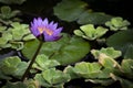 Singular Purple and Yellow Water Lily
