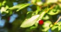 Closeup Red Cherry Fruit Tree Branch Royalty Free Stock Photo