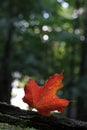 Singular red leaf in the woods