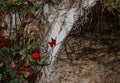 Singular red wild rose and weeds, wallflowers