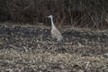 Singular Sandhill Carne in Harvested Farm Field