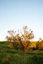 A singular tree standing alone. Sunset sunlight Royalty Free Stock Photo