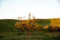 A singular tree standing alone. Sunset sunlight