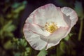 A singular pale pink poppy in the grasses. The centre of the flower is open. a romantic image