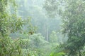 Sinharaja Forest Reserve Royalty Free Stock Photo