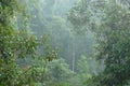 Sinharaja Forest Reserve Royalty Free Stock Photo