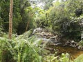 Sinharaja Rainforest waterfalls in Sri Lanka and deniyaya district.