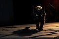 Sinister Black Cat Shadows Shadows of a sinister Royalty Free Stock Photo