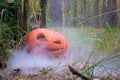Sinister halloween pumpkin in autumn forest in smoke or fog. next to the old rotten tree. Jack o lantern on the grass