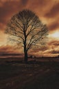 Sinister landscape: Silhouette of a big tree on a cloudy day