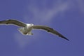 Sinister Seagull. Gull in flight against blue sky background Royalty Free Stock Photo