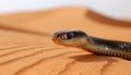 Sinister snake poised to attack in arid desert landscape, danger lurking in the wilderness