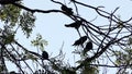 Five rooks are sleeping on a bald tree in the twilights in slo-mo