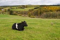 Single black cow in front of forest ardennes