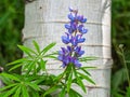 Sinlge Spike Of Silvery Lupine