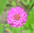 A Sinnia flower macro isolated in garden