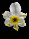 A Sinopel daffodil isolated on a black background Royalty Free Stock Photo
