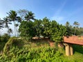 Green tropical trees at a high end tourist resort by the beach in Goa