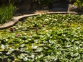 Garden Lilypond in one of the palaces in Sintra Portugal Royalty Free Stock Photo