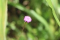 Sintrong Crassocephalum crepidioides or Thickhead Flower Royalty Free Stock Photo