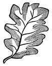 Sinuate-Lobed Leaf vintage illustration