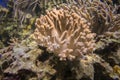 Sinularia coral