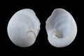 Sinum perspectivum-white baby`s ear