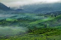 Sinumbra tea plant argiculture Royalty Free Stock Photo